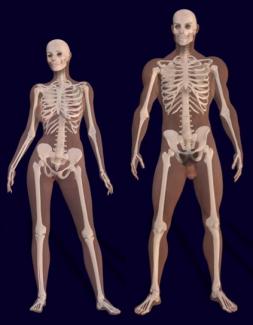 Body shapes